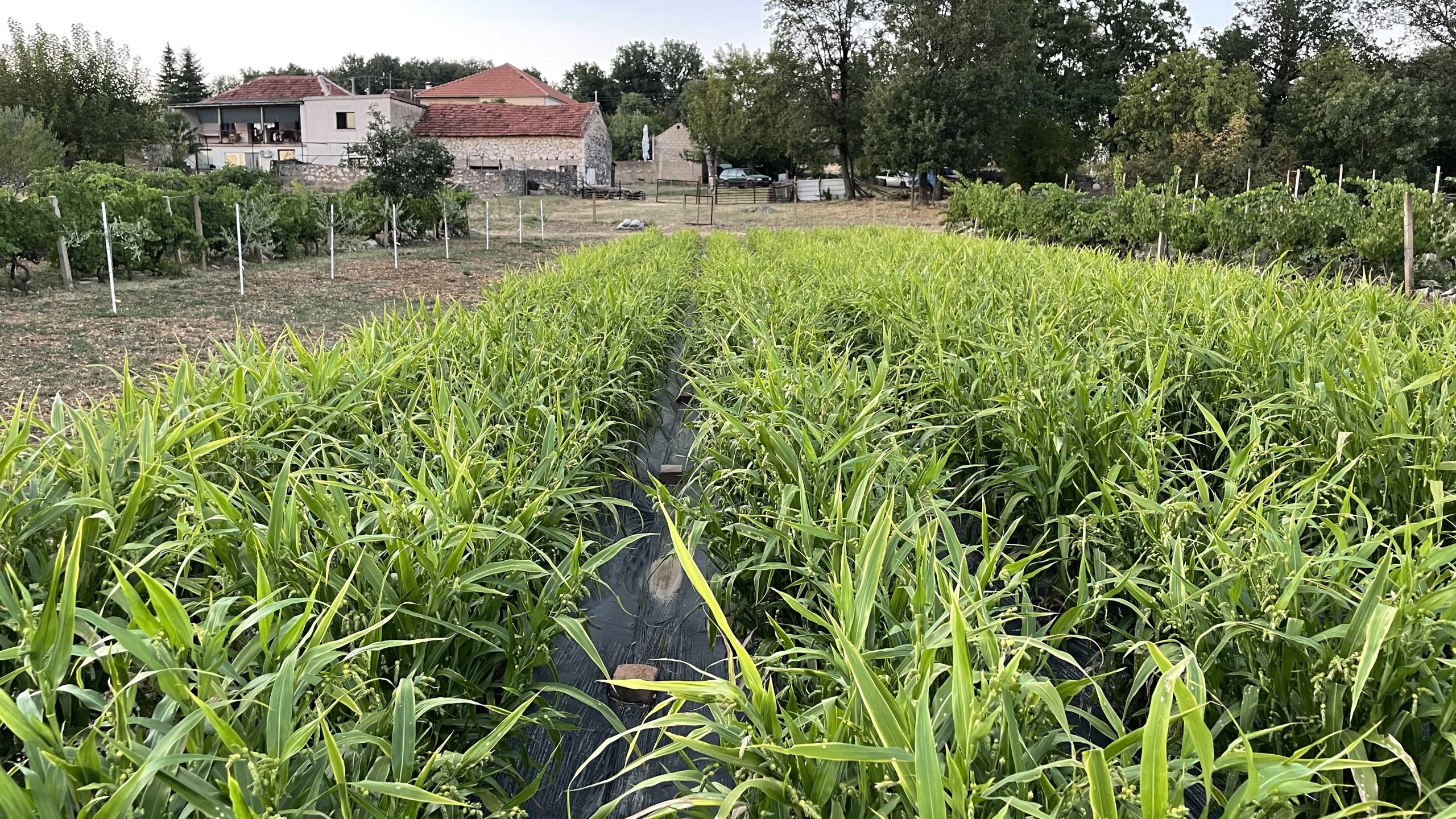 Rosario di Medjugorje con bacche di Giobbe - immagine 4